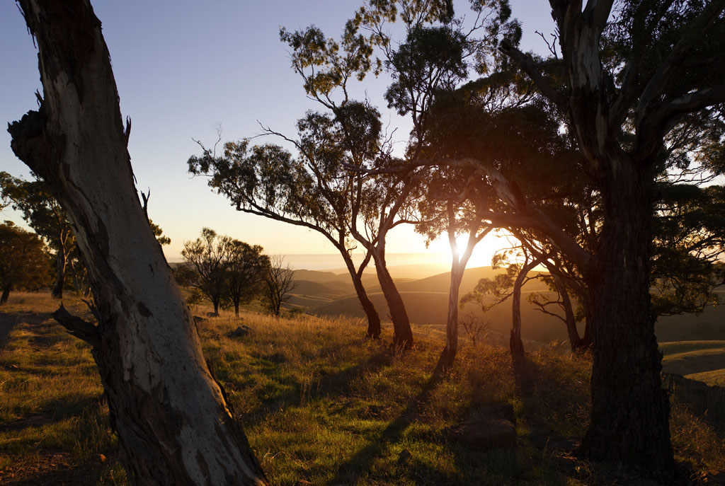 Sonnenuntergang im Hügelland Südaustraliens.