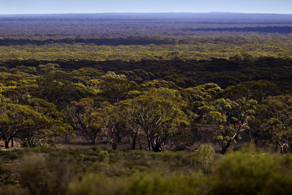Weit schweift der Blick über Wälder im Süden Australiens.
