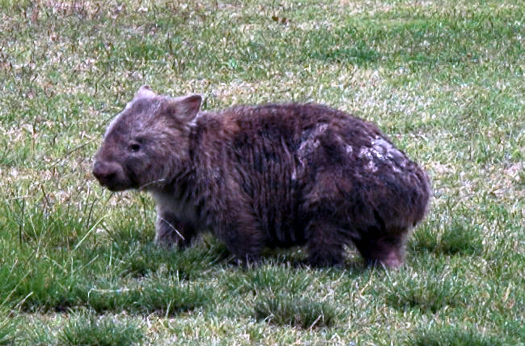 Wombats sind Beutelsäuger, die als höhlengrabende Pflanzenfresser leben.