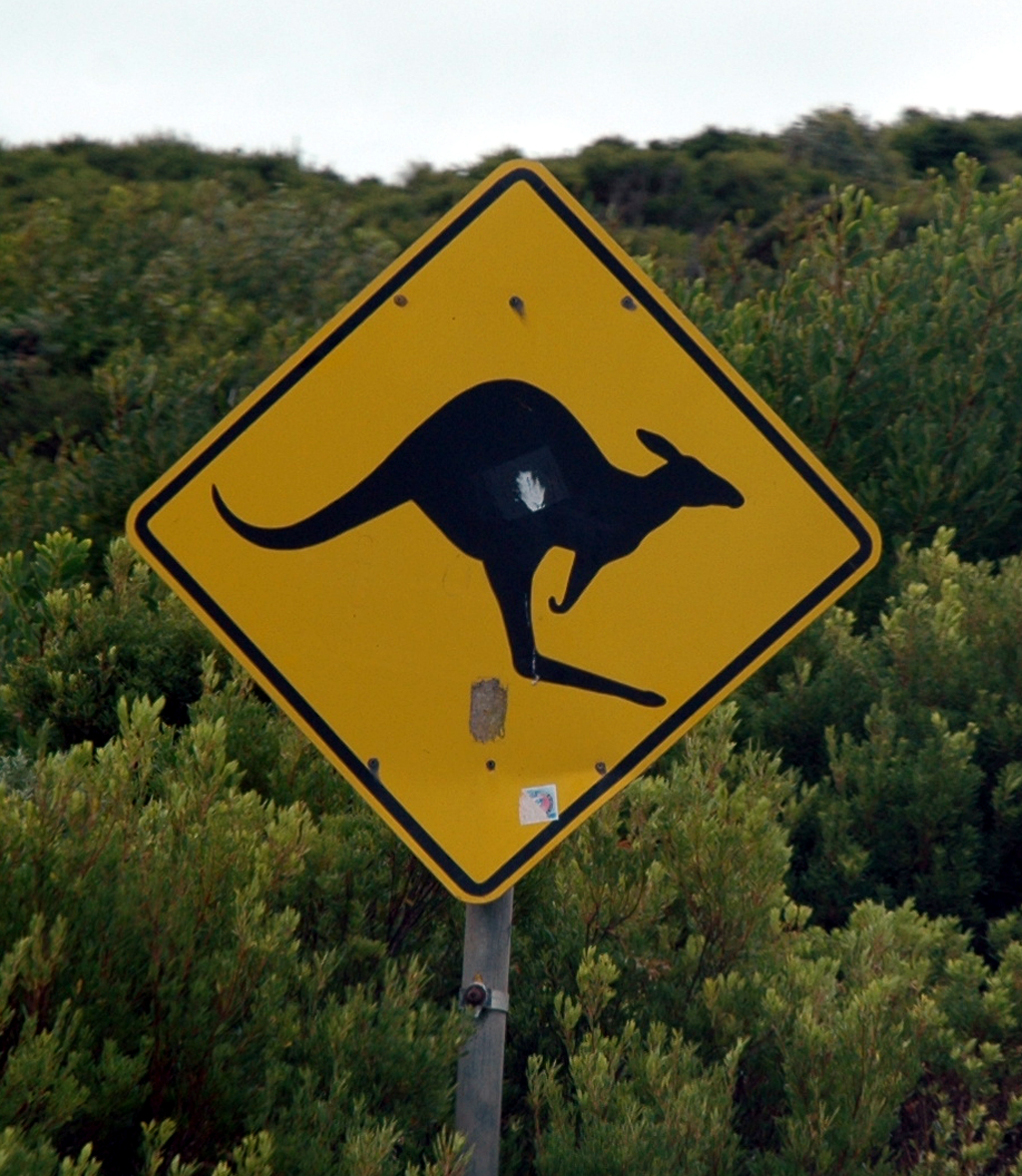 Vorsicht! In Australien können eher Kängurus die Straße kreuzen.