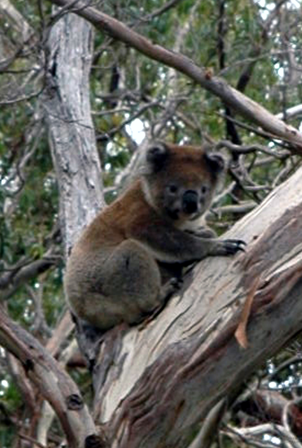 Die putzigen Koalas sind keine Bären, sondern Beutler.