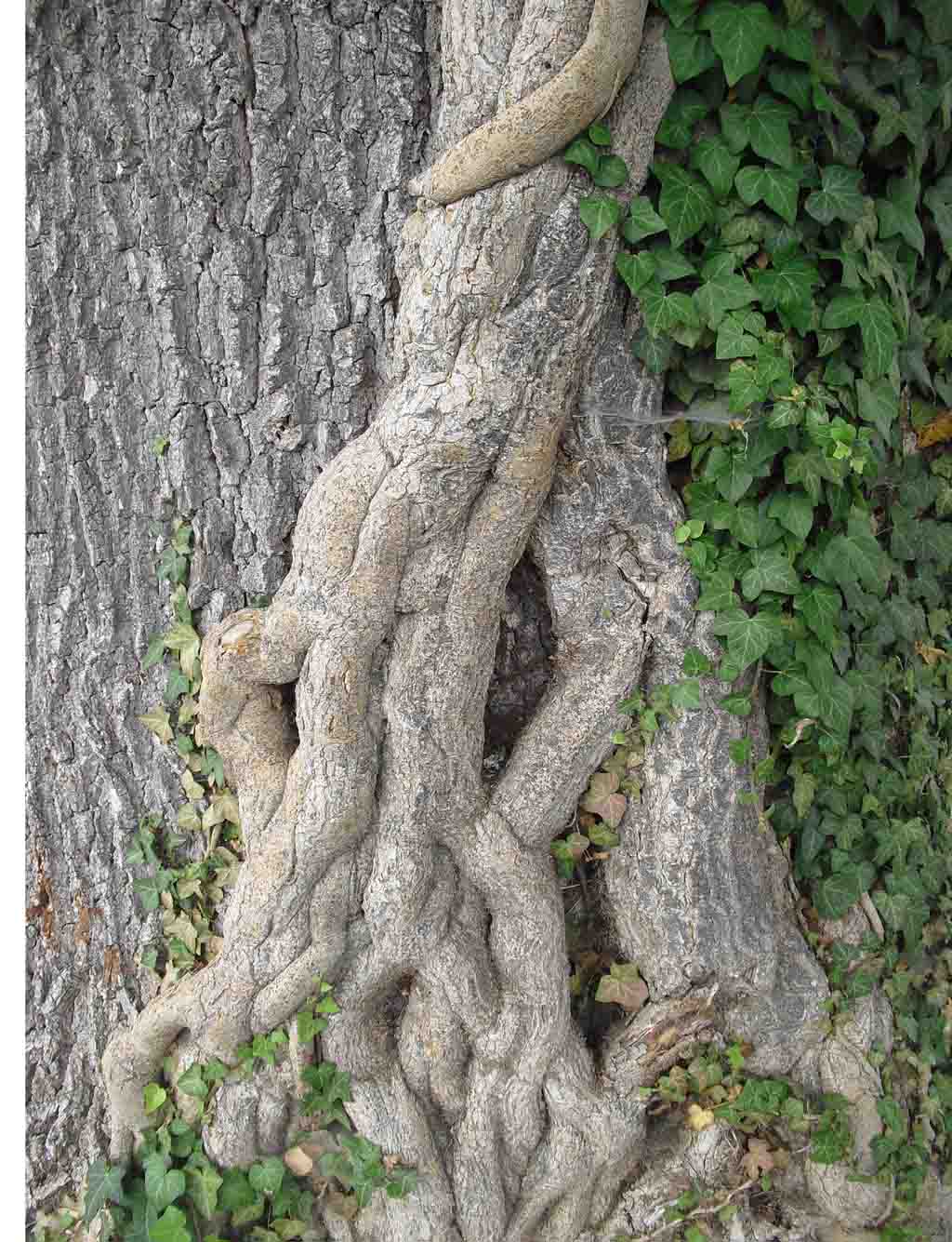 Stamm einer Säuleneiche im Rosengarten.