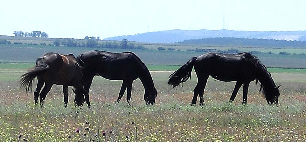 Noch keine Puszta: Pferde-Trio auf einer Wiese bei Székesfehérvár.