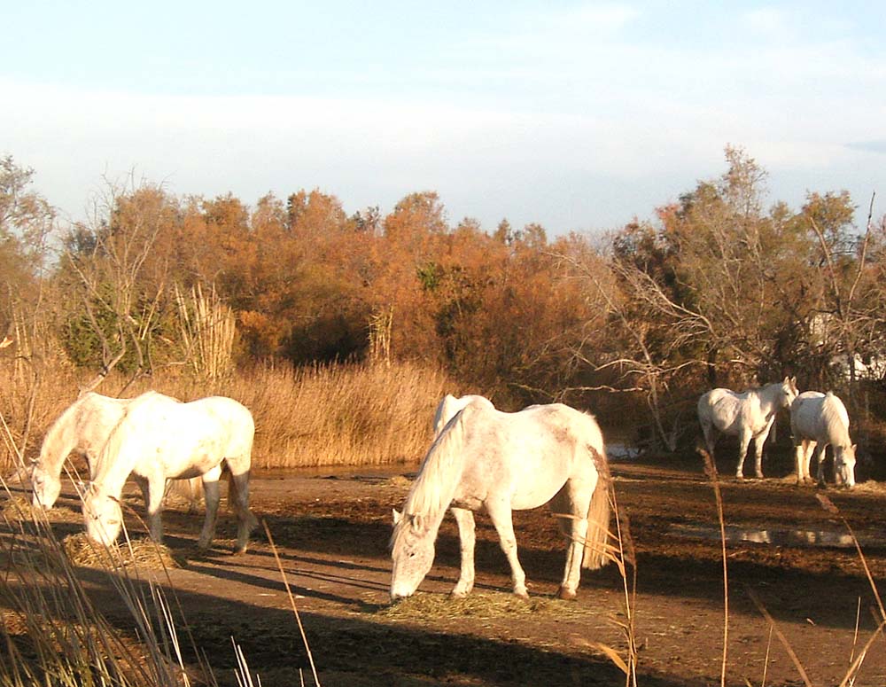 Zur Camargue gehören natürlich die weißen Pferde. Fotos: Koch