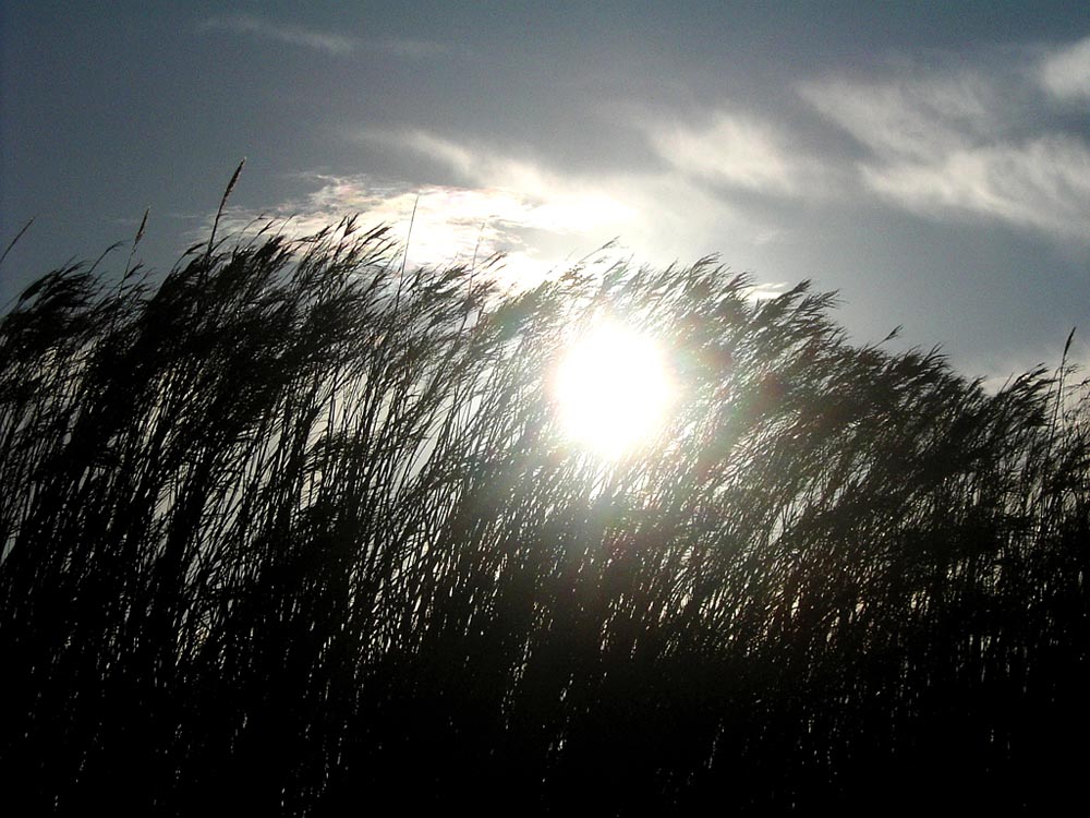 Schilfgras neigt sich, vom Mistral gebeugt, in der Sonne, der Wind fegt Wolkenfetzen übers Land.