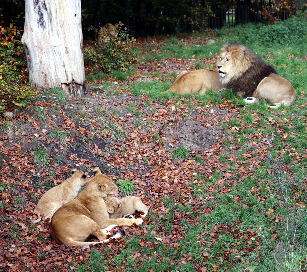 Als König der Tiere verfügt der Löwe über einen großen Auslauf – und einen stattlichen Harem.