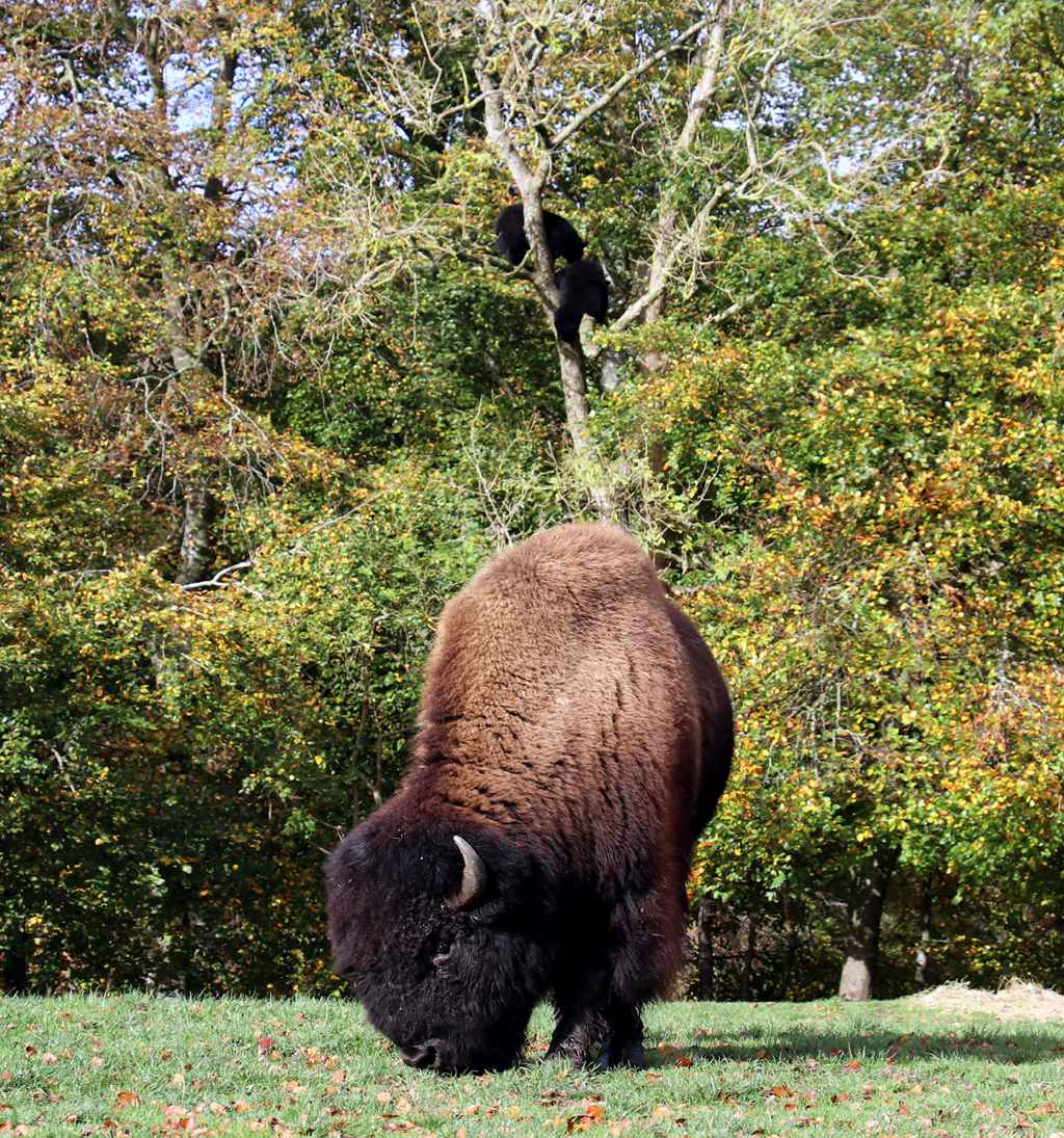 Vorn grast ein Bison friedlich, hinten turnen Schwarzbären im Baum.