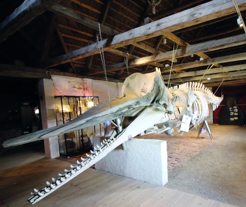 Im Museum ist das Skelett eines Pottwals ausgestellt. Fotos: Sohnemann