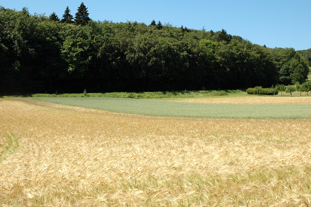Sommerliches Getreidefeld in der Eifel.