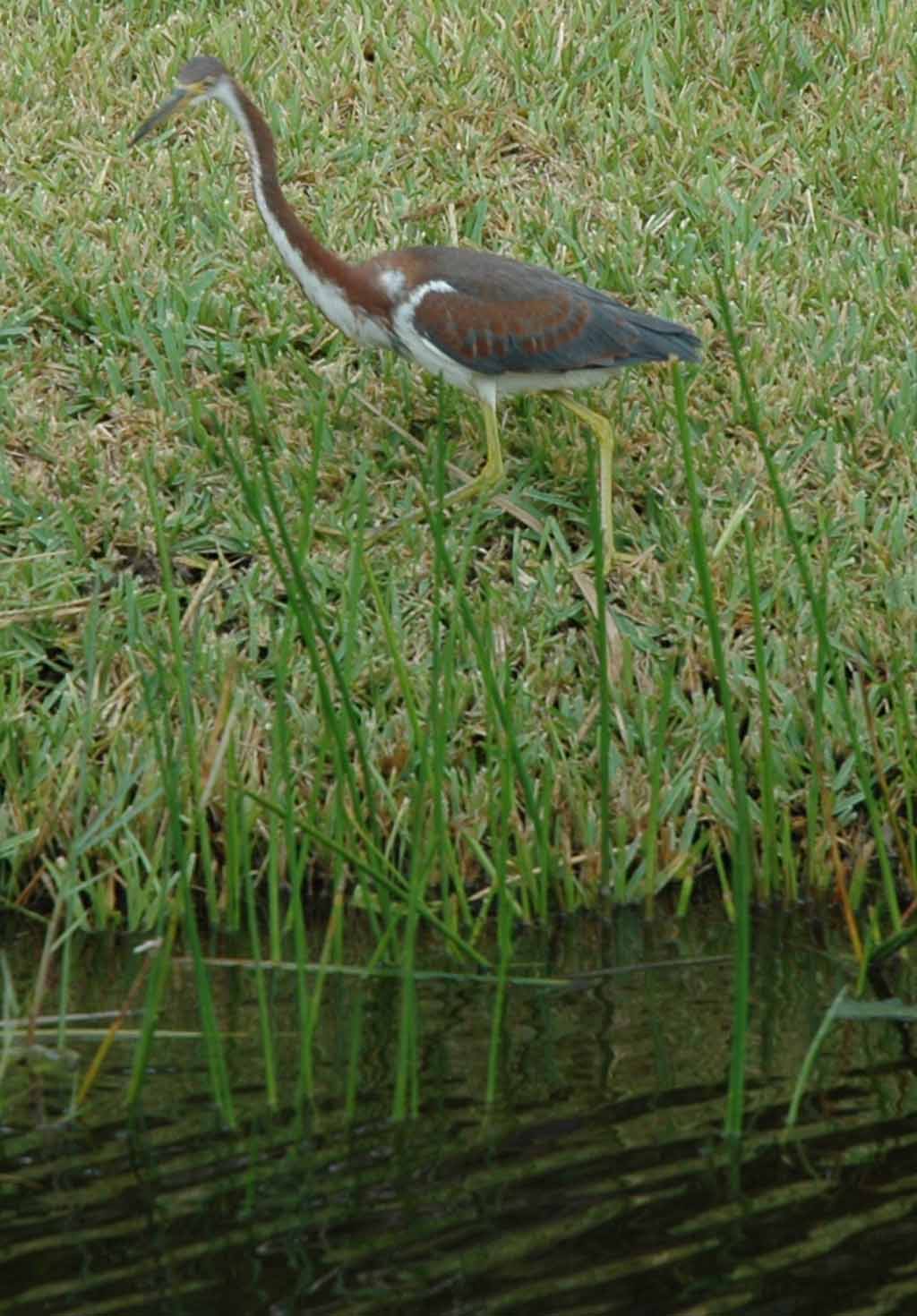 Ein seltener Vogel stolziert am Ufer entlang.