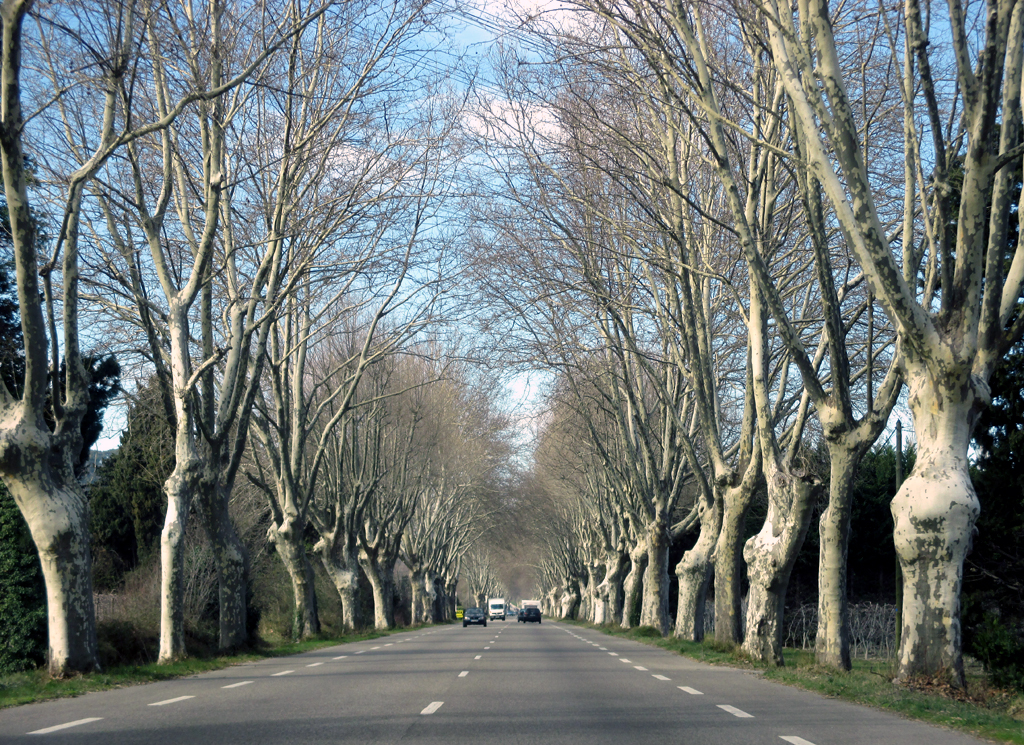 Noch nicht im Frühlingskleid: Typische Pappelallee, hier vor Orgon.