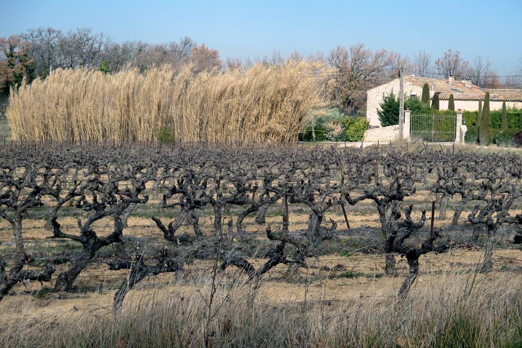 Typisch Provence: Der Süden Frankreichs ist Weinland.