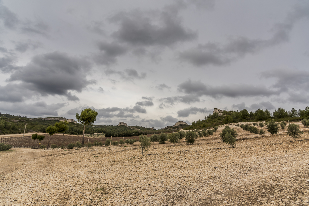 Das Land in der Provence ist fruchtbar auch für Wein und Oliven. Fotos: Koch/Tillmann