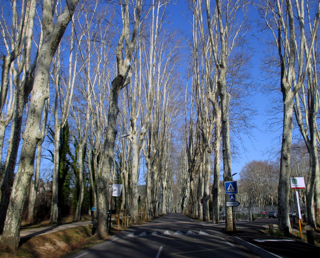 Noch ohne ihr grünes Kleid: Platanenallee im Hinterland der Provence.
