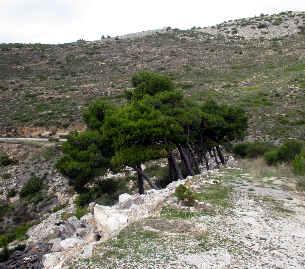 Die hügelige Landschaft nicht weit von der Hauptstadt Athen ist karg.