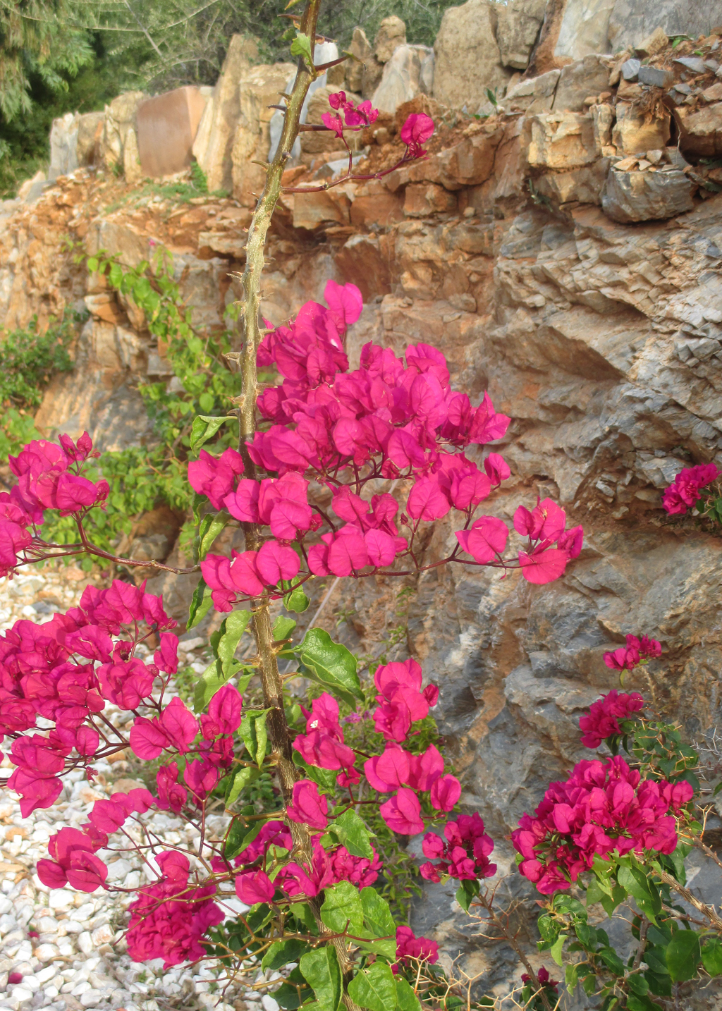 Blumengewächse wie die lila Bougainvillee sorgen für kräftige südliche Farbtupfer.