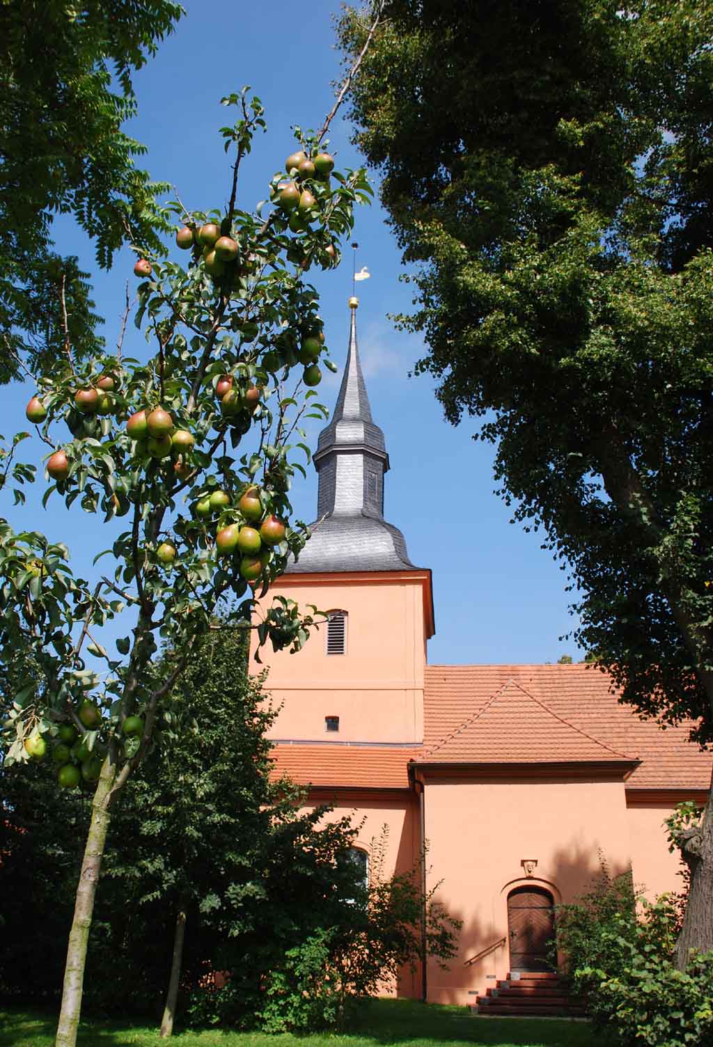 Auch der neue Birnbaum vor der Dorfkirche trägt schon Früchte.