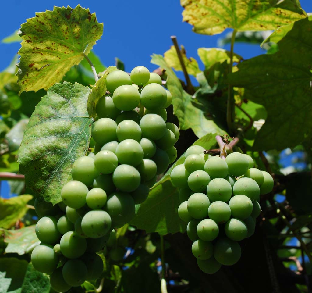 Zur havelländischen Küche gibt’s sogar heimischen Wein aus Werder. Foto: Tourismusverband Havelland