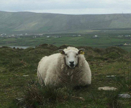 Beste Aussichten für Mensch und Tier, hier auf der Anhöhe Bray, Valentia Island.