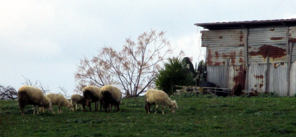Die Region selbst ist ländlich und landwirtschaftlich auch mit Schafshaltung geprägt.