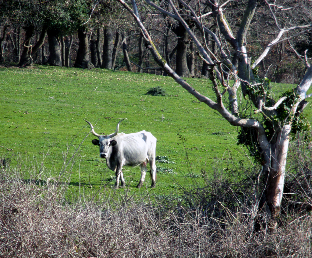 Maremma-Rind auf einer Weide auf dem Weg vom Lago di Bracciano zurück nach Torrimpietra.