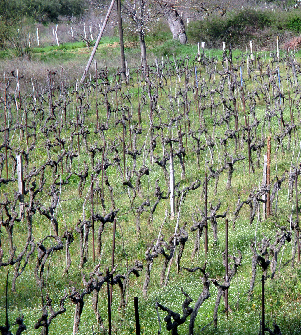 Im Hinterland wird in der Zagora auch Wein angebaut.