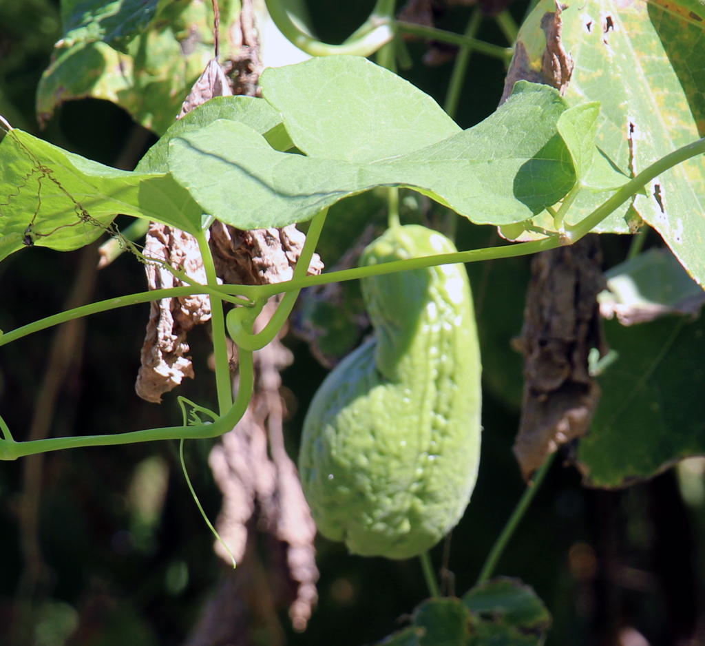 Die Kürbisfrucht Chayote, auch Chouchou genannt, ist Standardgemüse. Fotos: Sohnemann