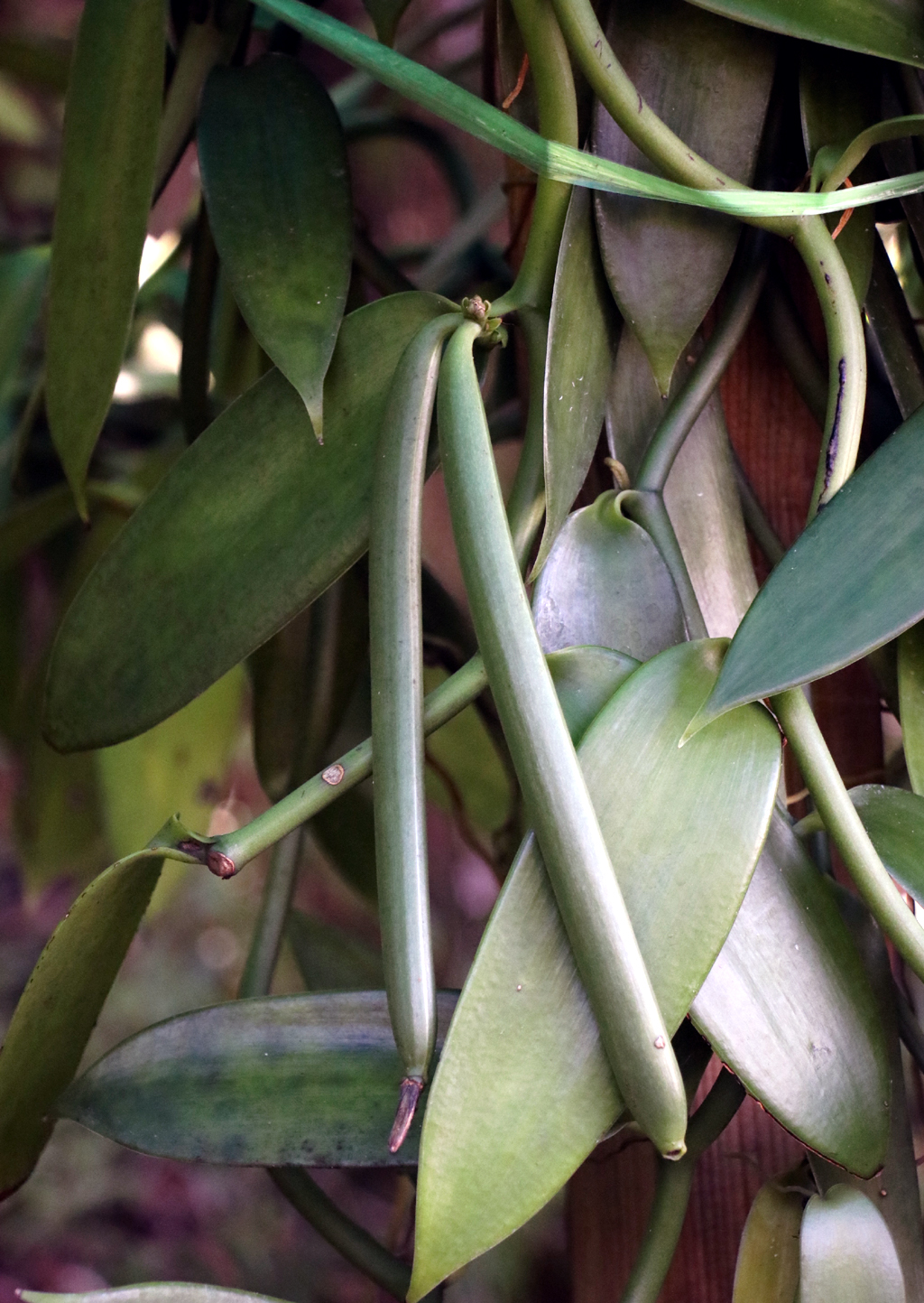 Die echte Bourbon-Vanille ist begehrt bei den Köchen auf La Réunion und in der ganzen Welt.