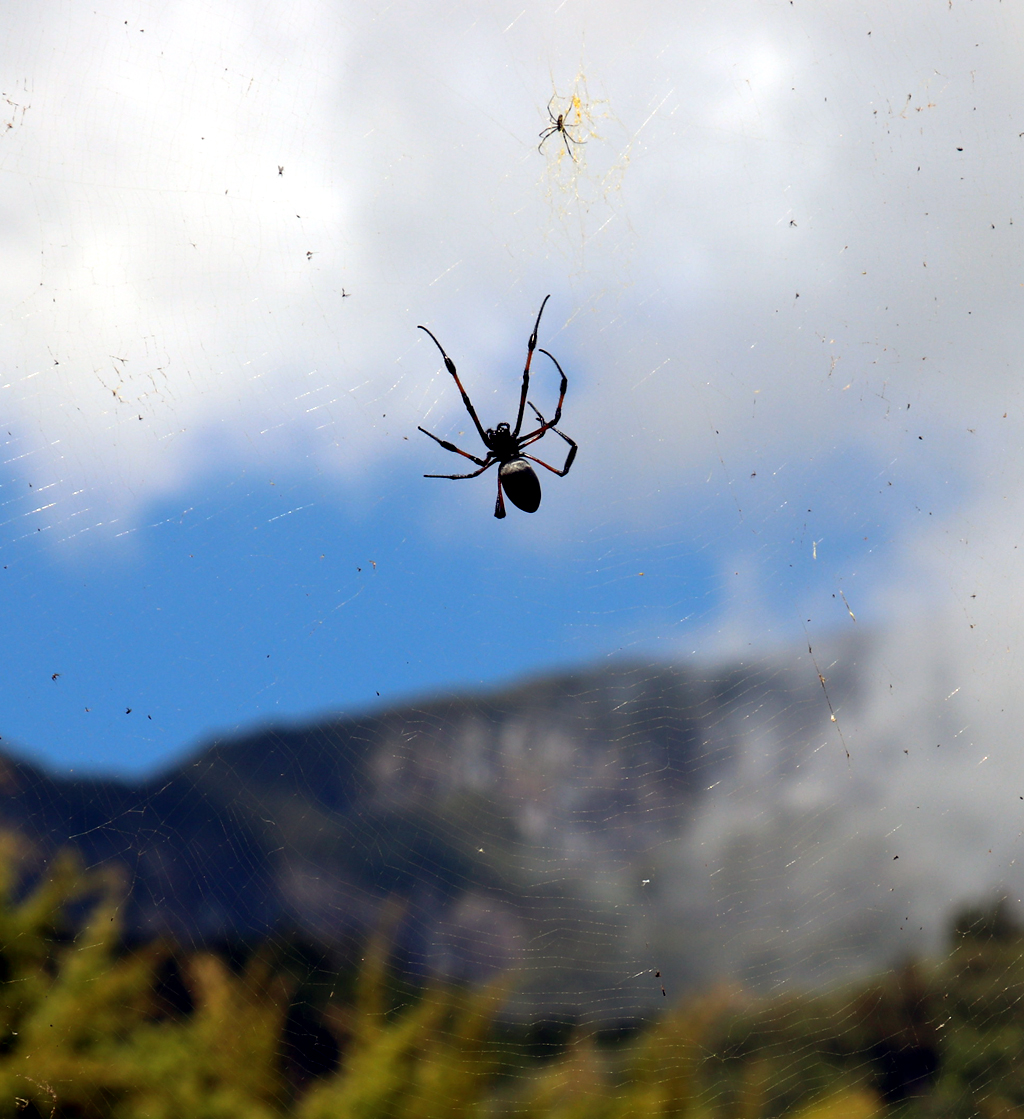 Die Spinnen auf La Réunion haben mit ihren Netzen Forschern zum schusssicheren Kevlar verholfen.