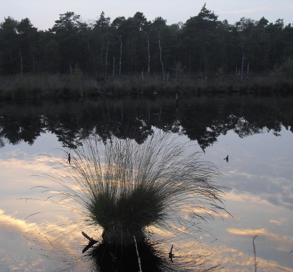 So still kann Stille sein: In der Abenddämmerung im Pietzmoor.