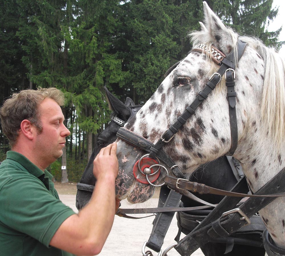 Kutscher Markus nach der Fahrt mit Stute Maria und Schimmel „Kleiner Onkel“.