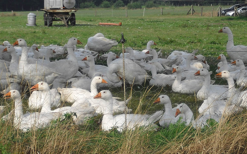 Die Landwirtschaft, hier Gänse auf einer Wiese, gehört zur Lüneburger Heide.