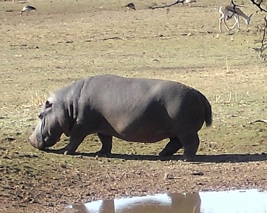 Ein Flusspferde in Sichtweite der Mount Etjo Safari Lodge.