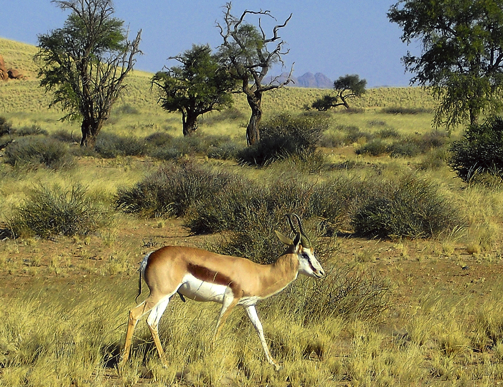 Springbock in der Namib-Naukluft-Region.