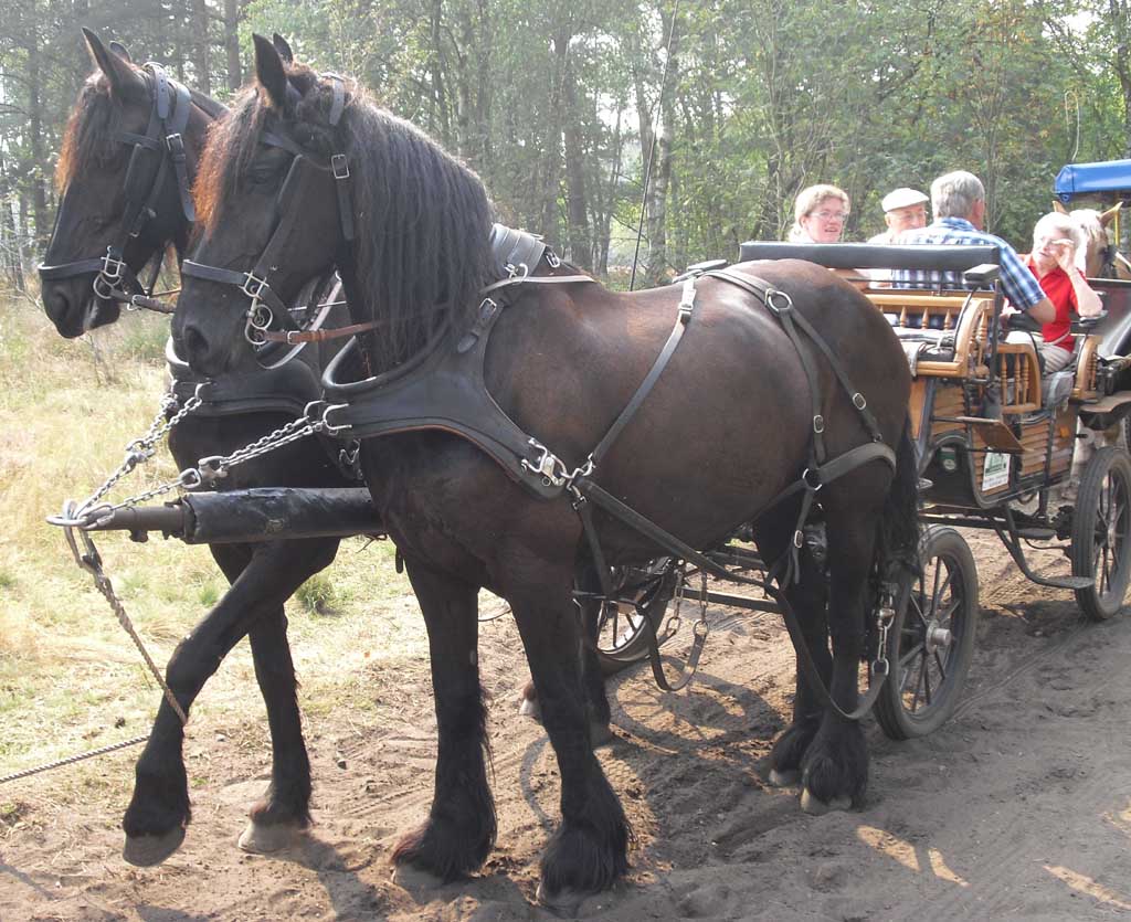 Eine Kutschfahrt mit kräftigen Pferden darf in der Heide natürlich nicht fehlen. 
