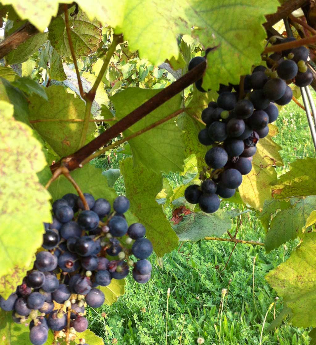 Die Weinernte in der Südsteiermark fällt diesmal deutlich geringer aus.