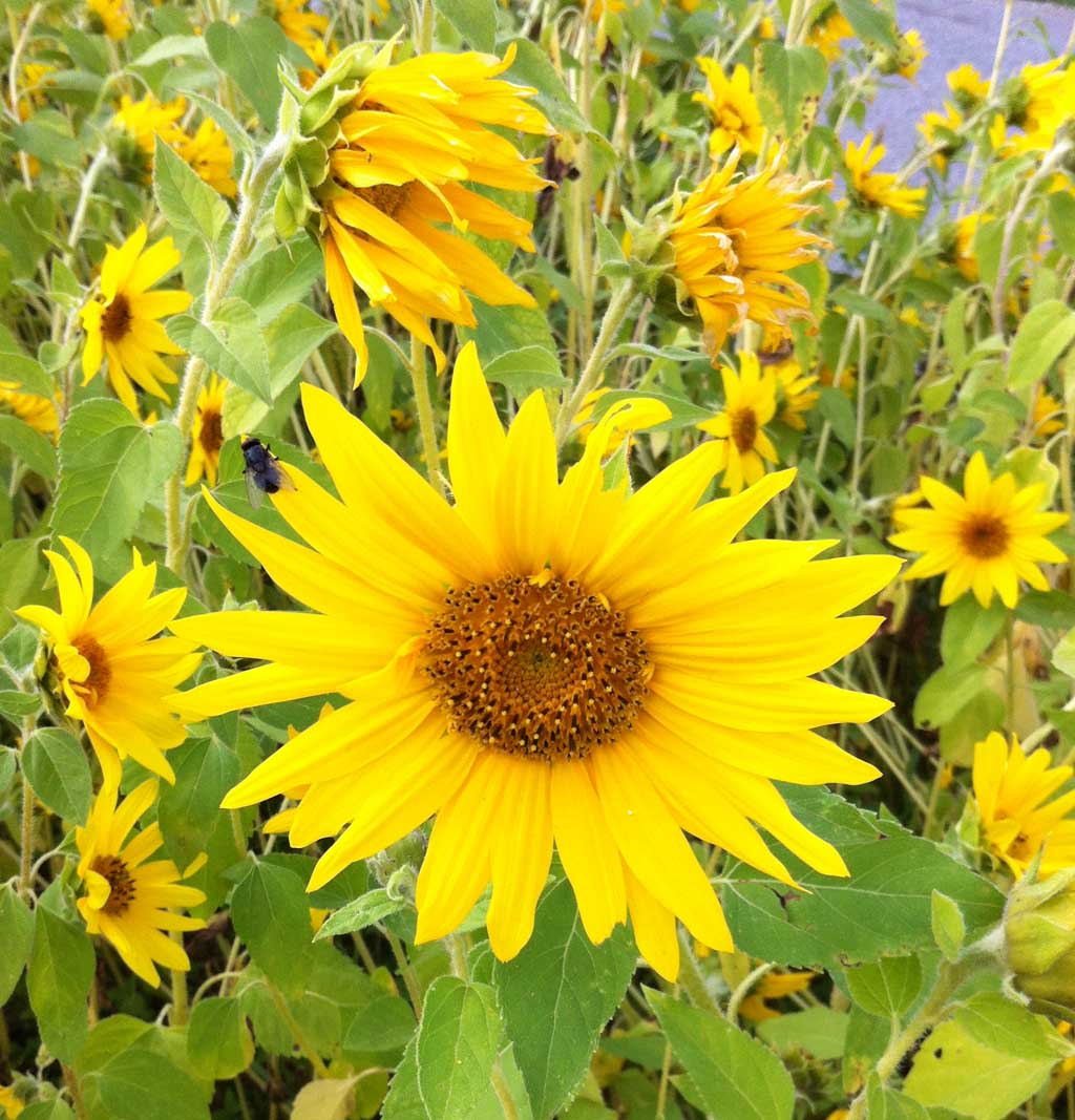 Von der Sonne(nblume) verwöhnt: Gesehen an einer südsteierischen Weinlage.