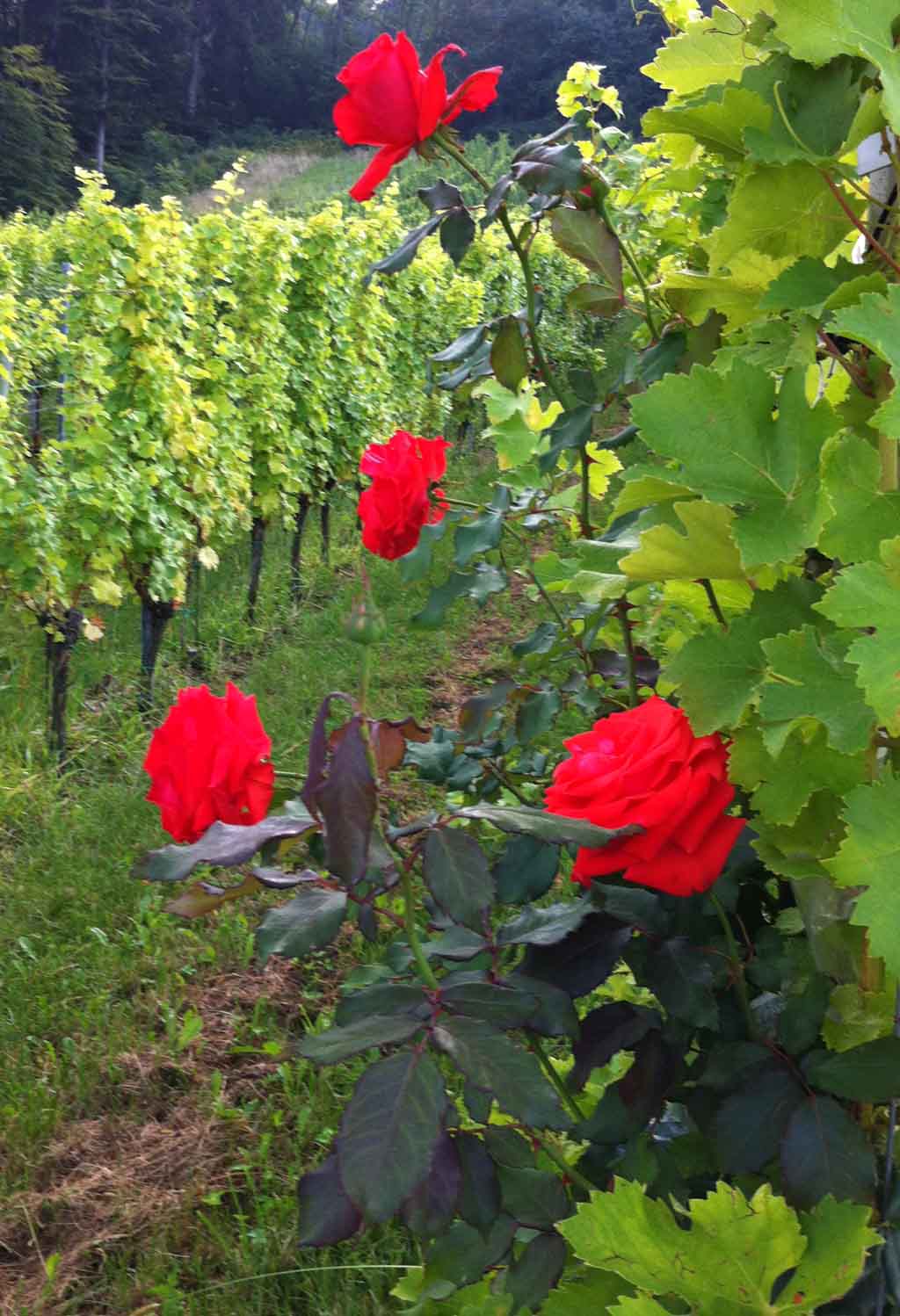 Lasst Rosen blühen: Gesehen in einer Weinlage bei Spielfeld.