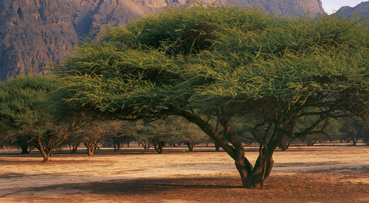 Der Weihrauchbaum ist typisch für die Region Dhofar.
