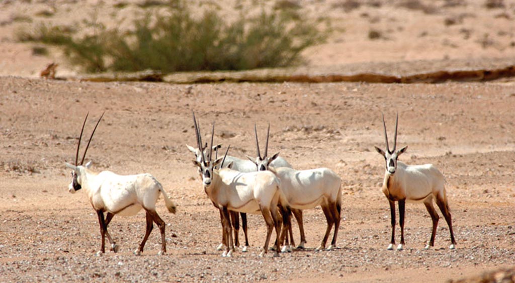 Oryxantilopen gehören noch zur Tierwelt im Oman.