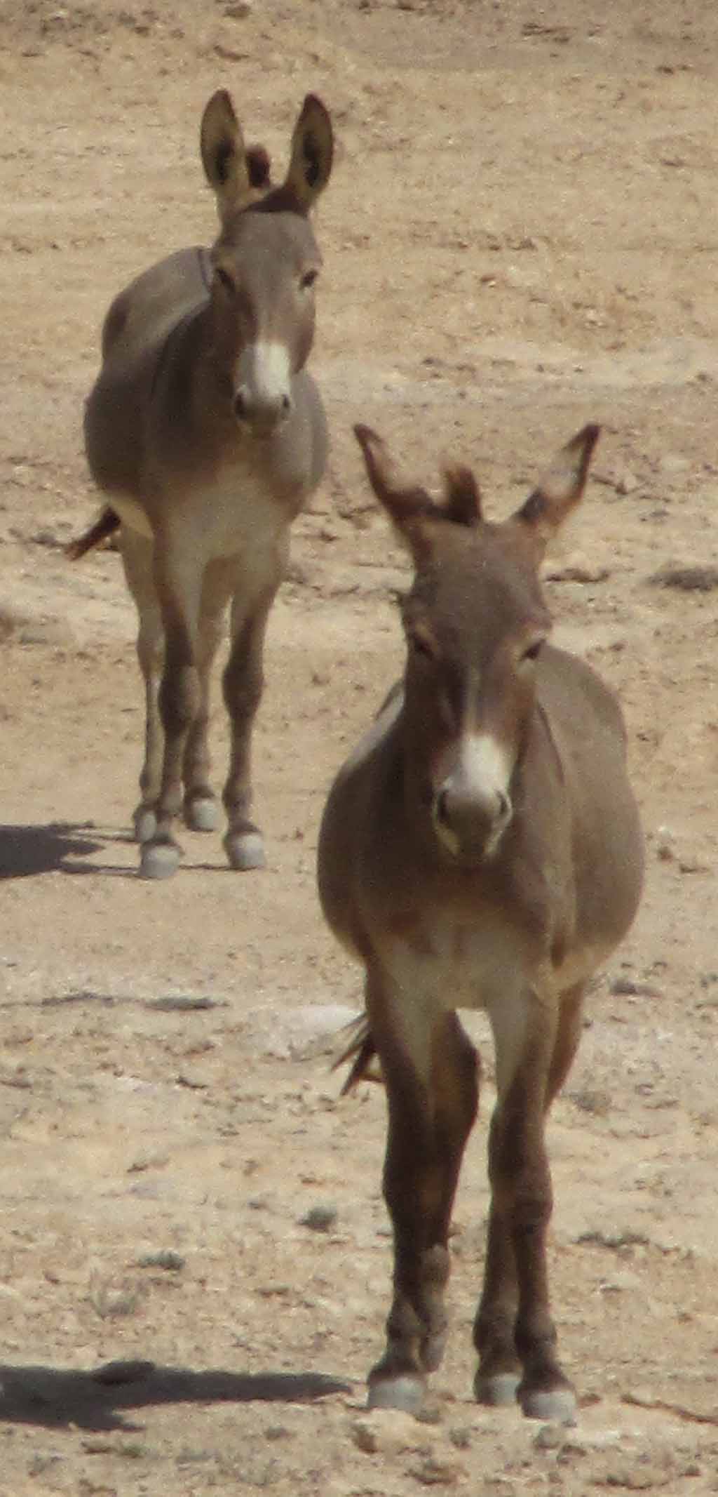 Sie müssen sich in einer kargen Umwelt zurechtfinden.