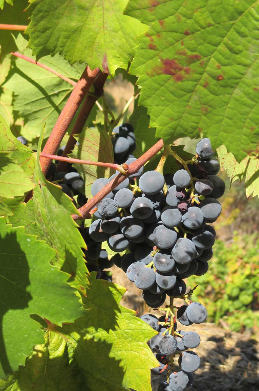Traubenschwere Rotweinrebe im oberen Douro-Tal.