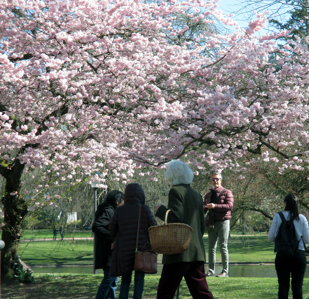 Endlich! Der Frühling ist da – (fast) schon in voller Pracht auch in Wiesbaden. Fotos: Koch