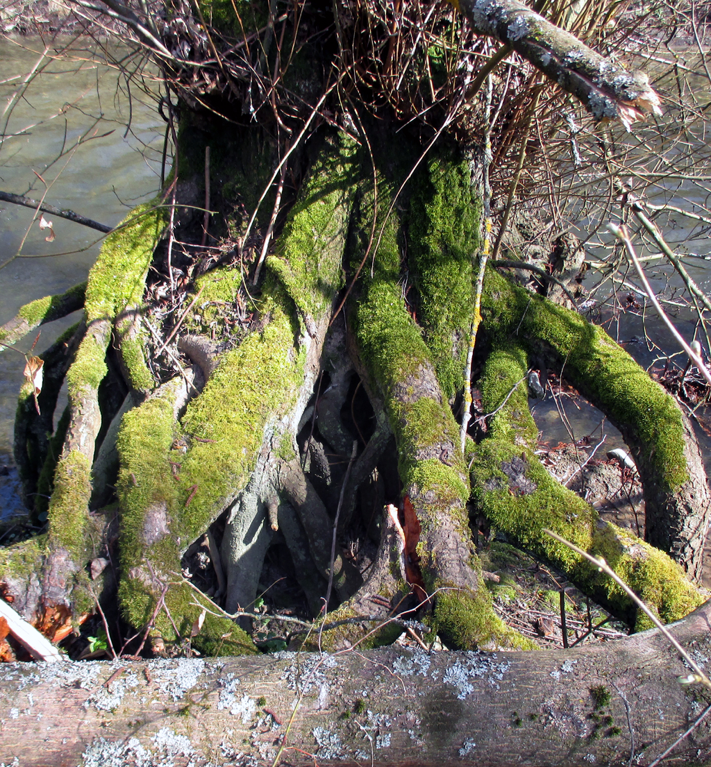 Ganz schön verwurzelt steht dieser Stamm am Ufer der Wisper da.