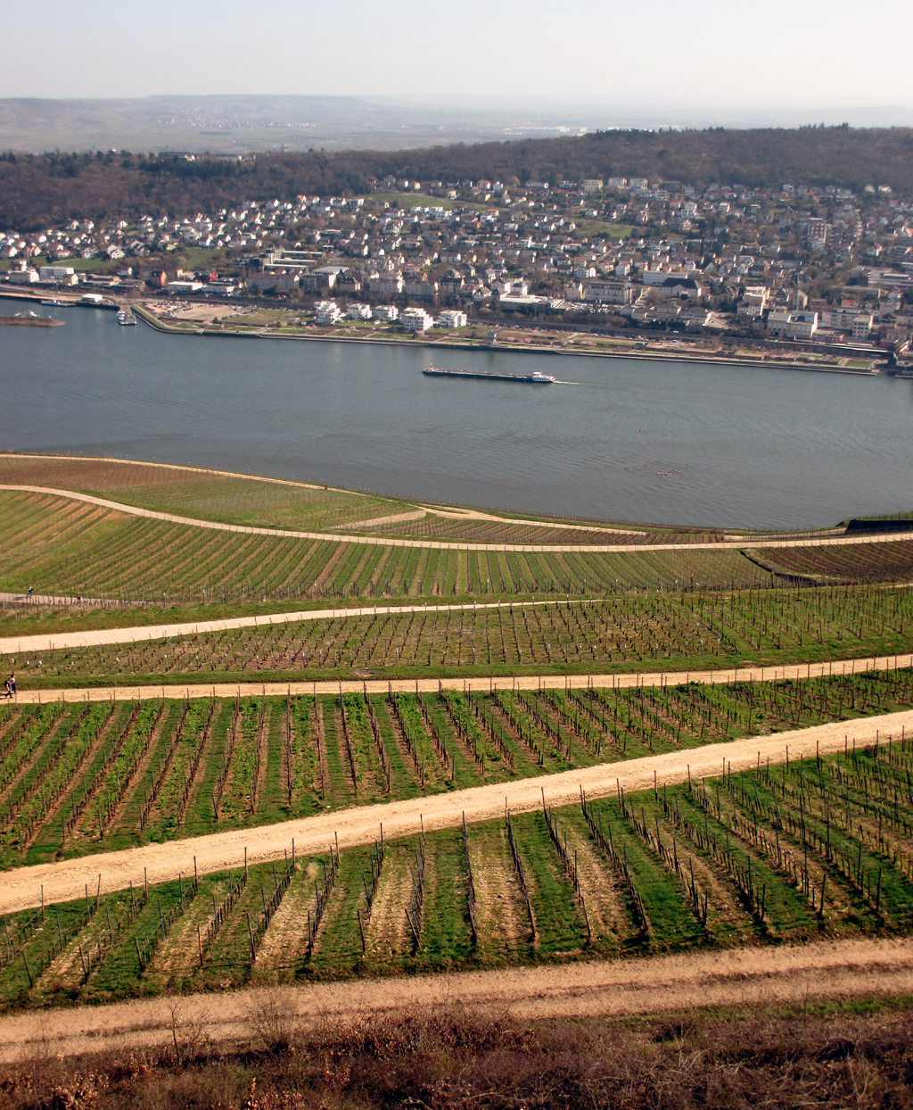 Vom Niederwalddenkmal ziehen sich die Weinlagen fast bis ans Ufer des Rheins hinunter.