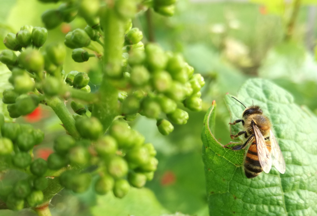 So sehen Gescheine, längliche, rispenartige Blütenstände der Reben, mit ihren Käppchen vor der Blüte aus.