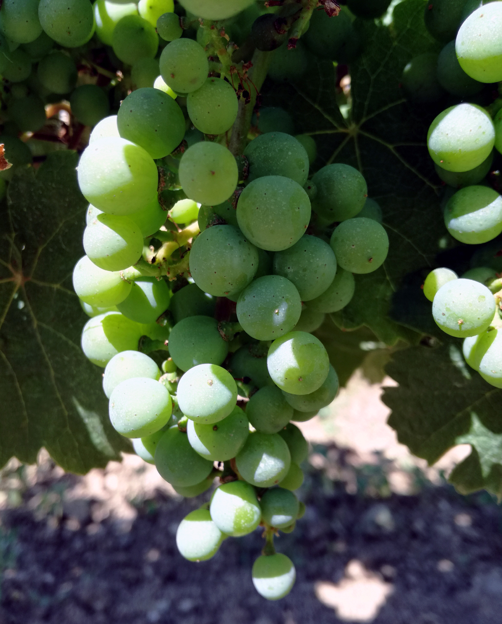 Der Rheingau ist vor allem für seine Riesling-Trauben bekannt.