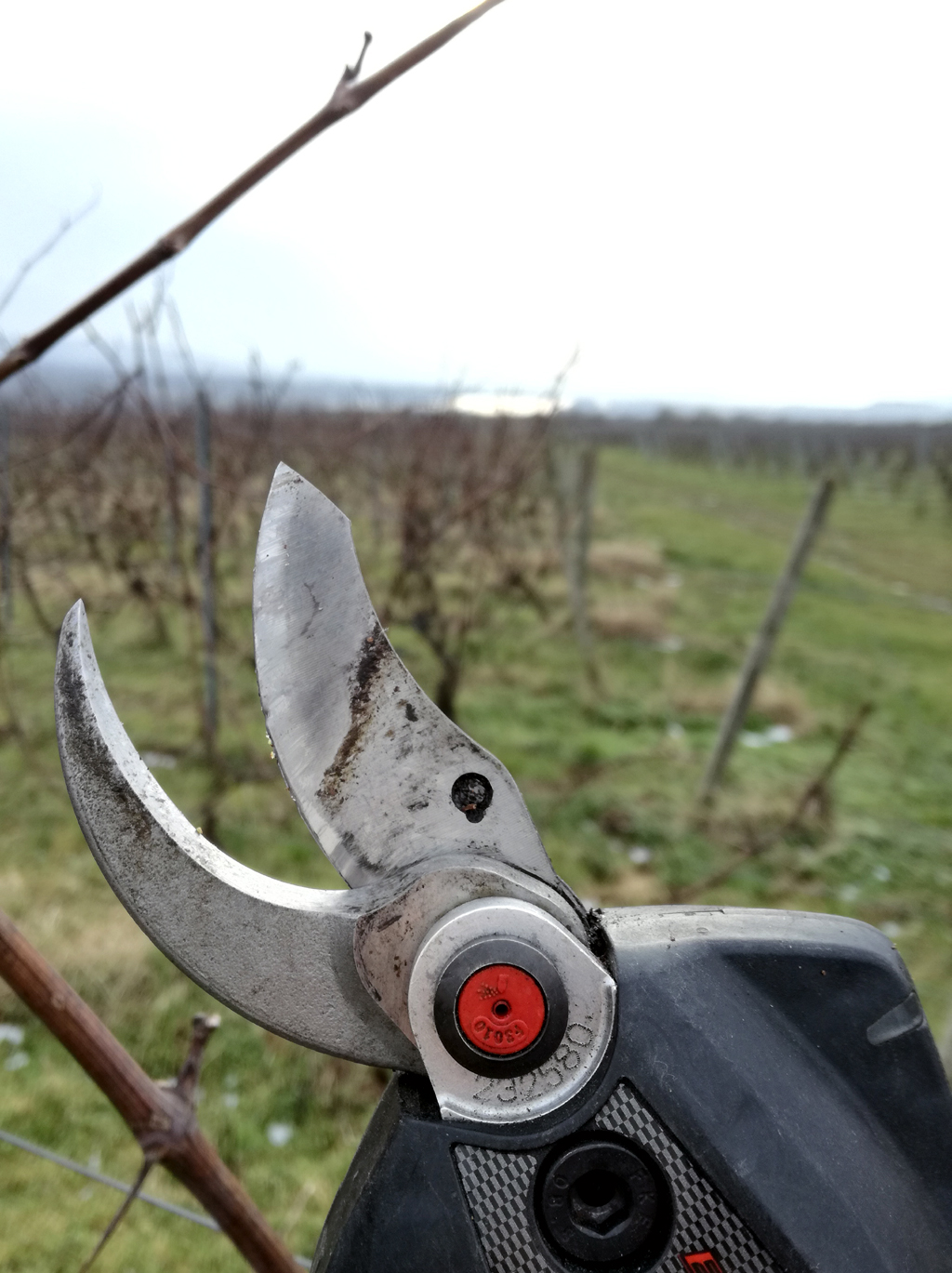 Was es da wohl zu schneiden gibt? Im Februar sieht es noch kahl in den Weinlagen aus.