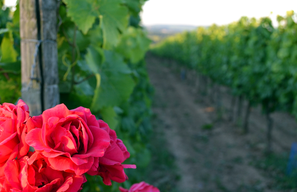 … und die Gerhards lassen sogar Blumen blühen.