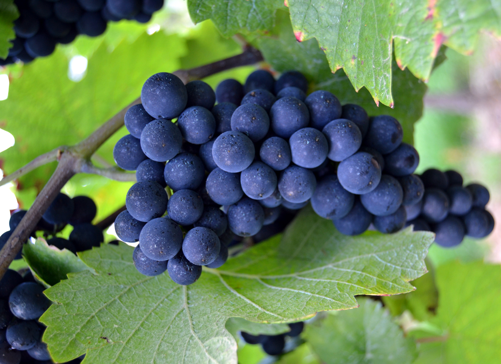… wie rote, wobei es um Riesling, Weißburgunder und Spätburgunder geht.